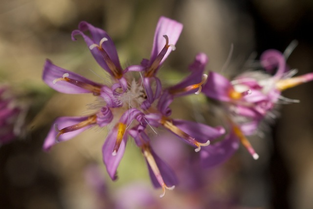 Sacapelote flower head
