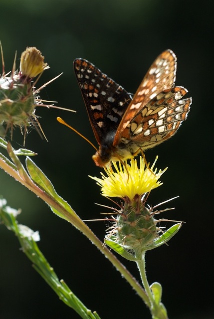 Checkerspot butterfly on Tocalote
