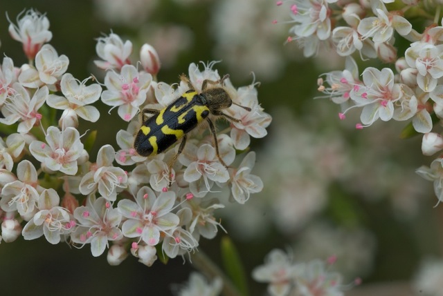 Beetle on Eriogonum