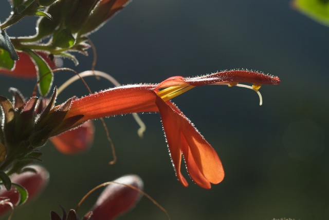 Heartleaf Penstemon flower