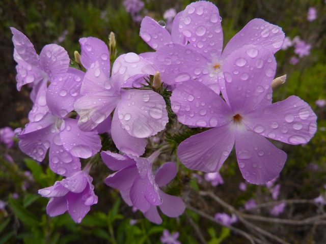 Prickly Phlox flowers