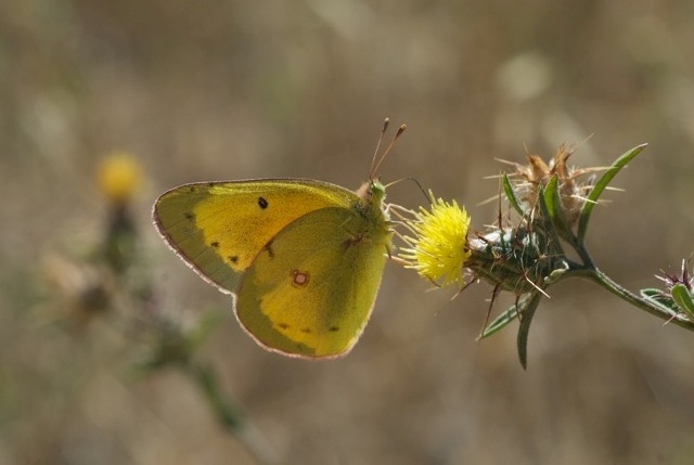 Sulphur butterfly on Tocalote