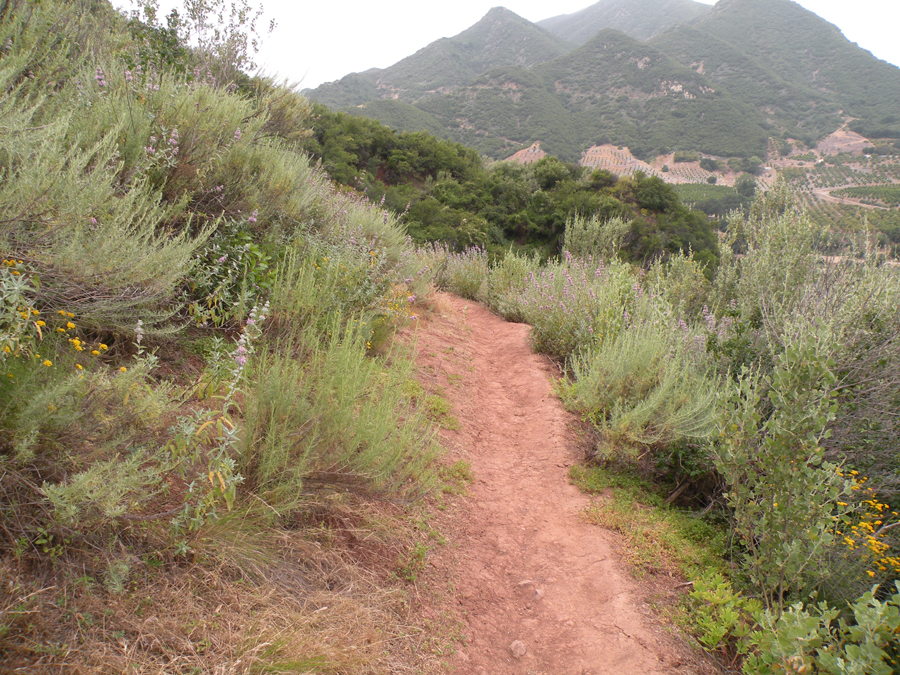 Cozy Dell Trail