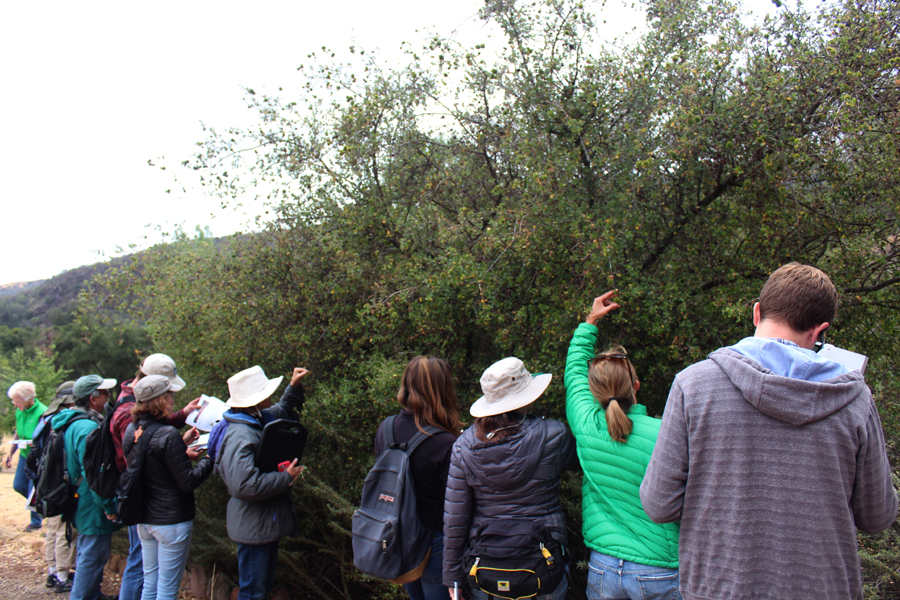 Students learning Rhamnaceae