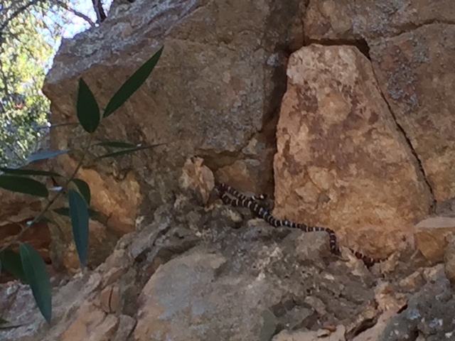 Mountain Kingsnake