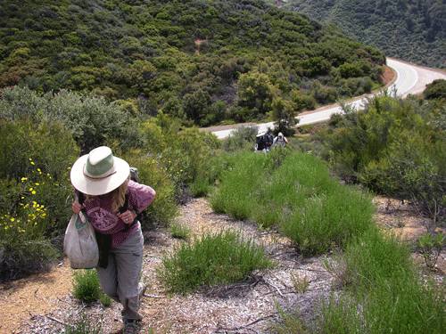 Dry Lakes Ridge trail near SR33 in 2005
