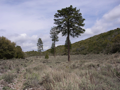 Dry Lakes Ridge Basin 2B in 2005