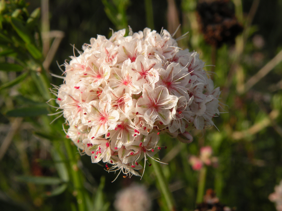 Polygonaceae example