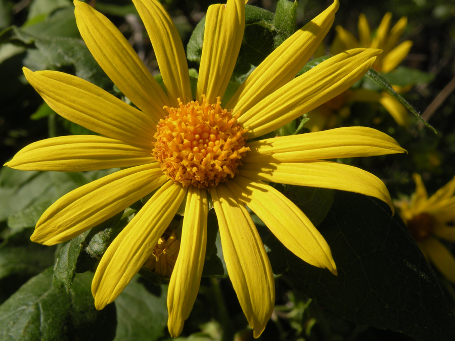 Asteraceae example