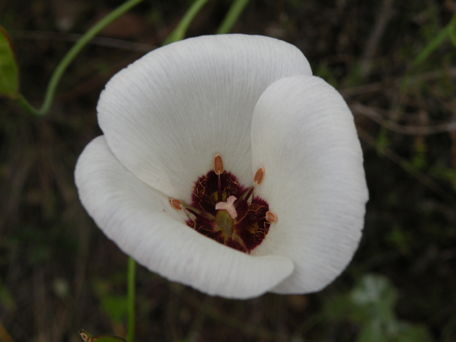 Calochortus catalinae