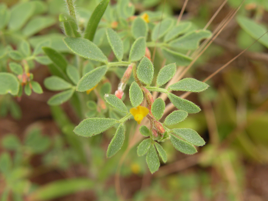 Acmispon wrangelianus