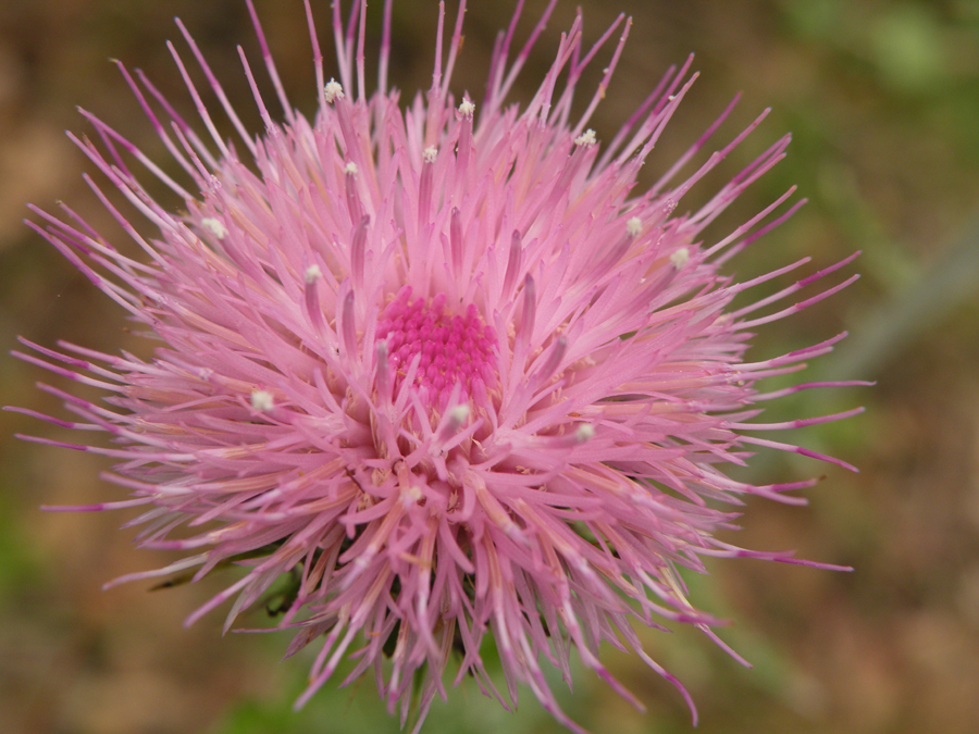Cirsium occidentale