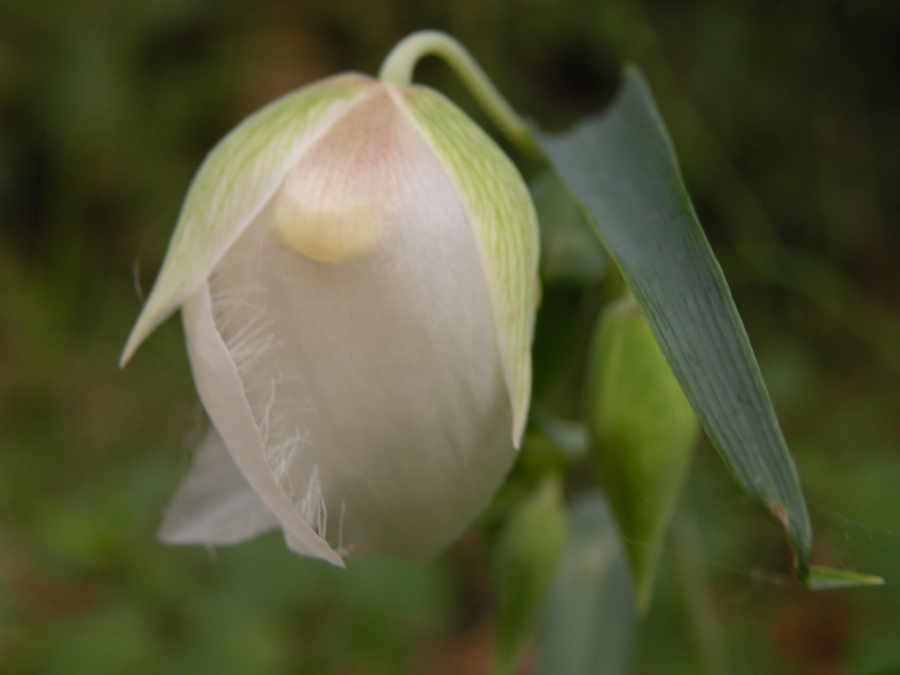 Calochortus albus