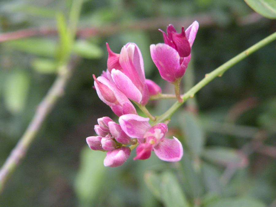 Polygala cornuta var. fishae