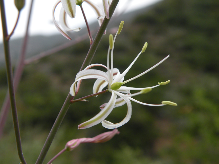 Chlorogalum pomeridianum