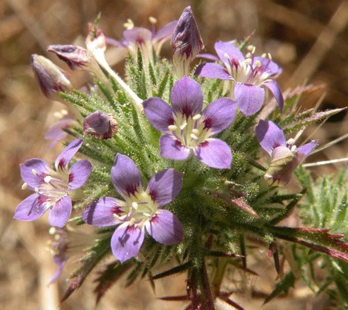 Navarretia ojaiensis