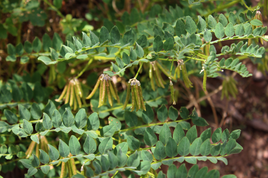 Balsam Lotus