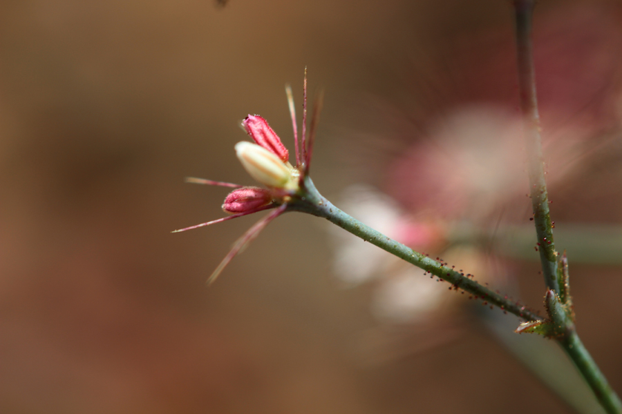 Abrams Spineflower