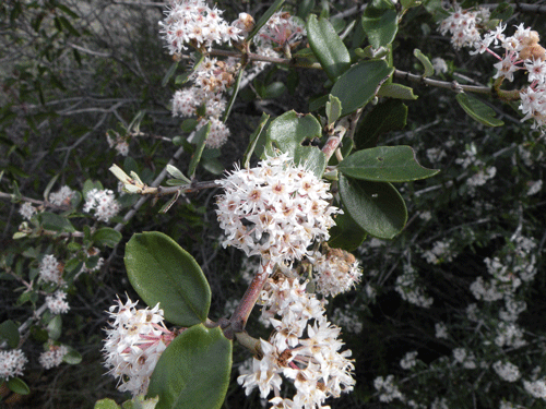 Cerastes example - Ceanothus crassifolius