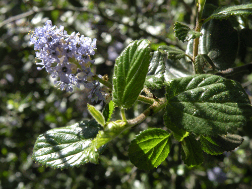 Ceanothus example - Ceanothus oliganthus