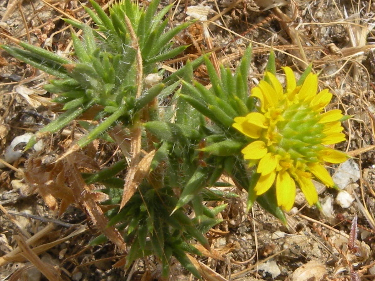 Centromadia pungens
