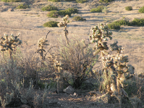 Cholla at Wildwood Mesa