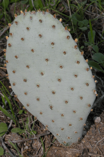 Beavertail Cactus at Wildwood Mesa