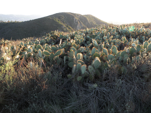 Coastal Prickly Pear at Wildwood Mesa