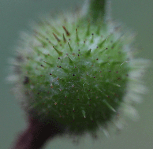 Ribes amarum var. hoffmannii fruit