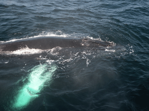 Humpback Whale