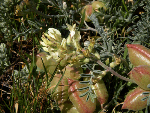 Locoweed