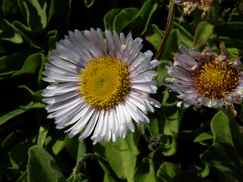 Seaside Daisy