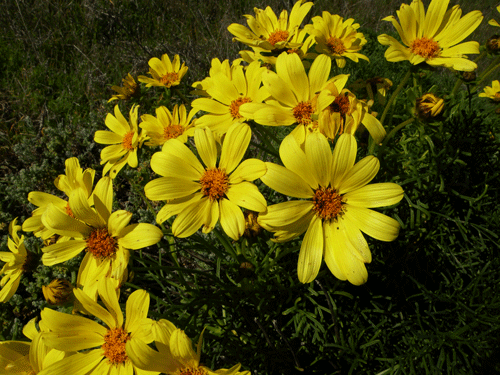 Giant Coreopsis