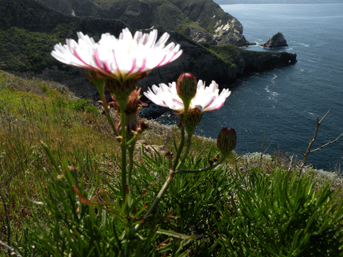 Island Cliff-aster