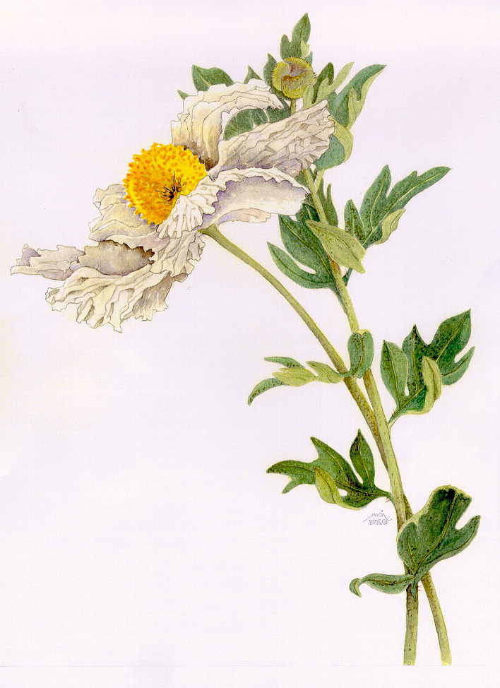 Matilija Poppy water color painting