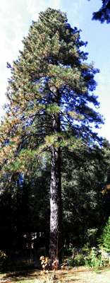 Pinus jeffreyi