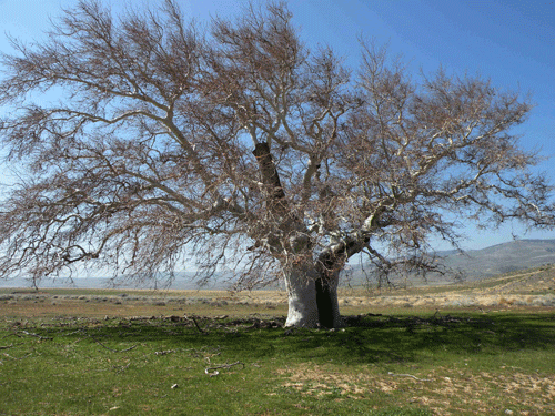 Platanus racemosa