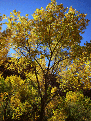 Populus fremontii
