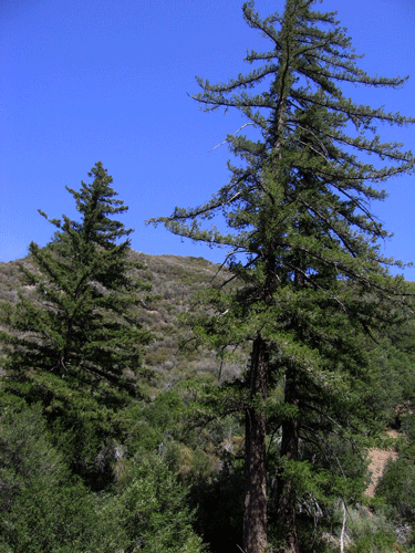 Pseudotsuga macrocarpa