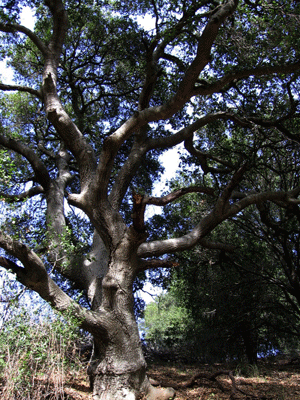 Quercus agrifolia