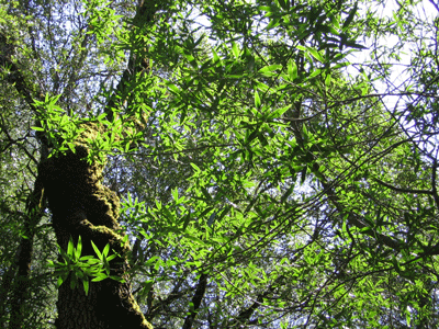 Umbellularia californica