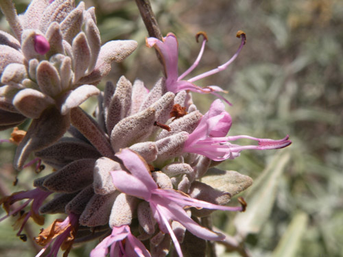 Salvia leucophylla flowers