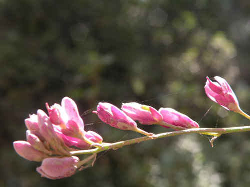 Polygala cornuta var. fishiae flowers