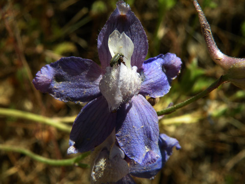 Delphinium parryi