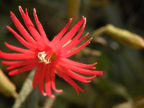 Silene laciniata