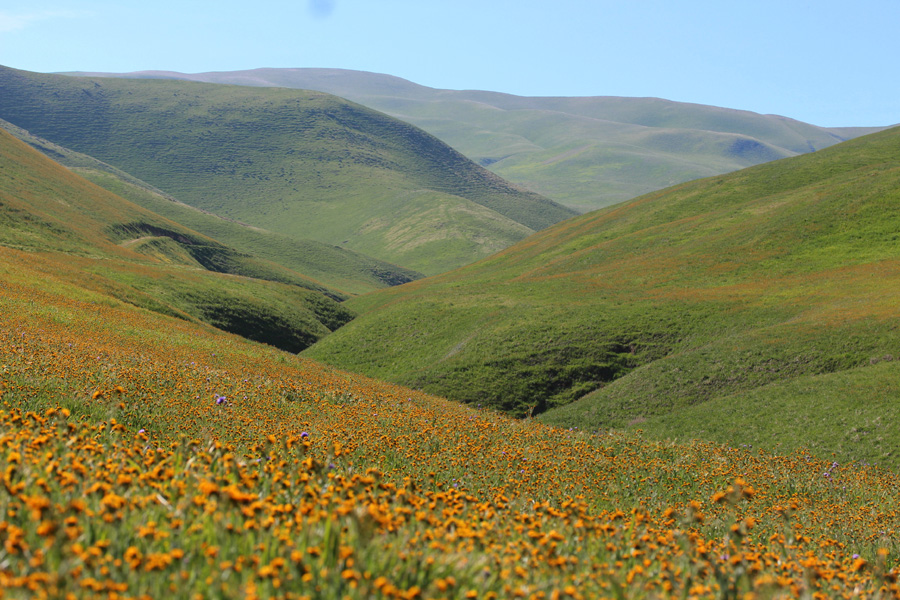 Lower Bitter Creek Fiddleneck Field