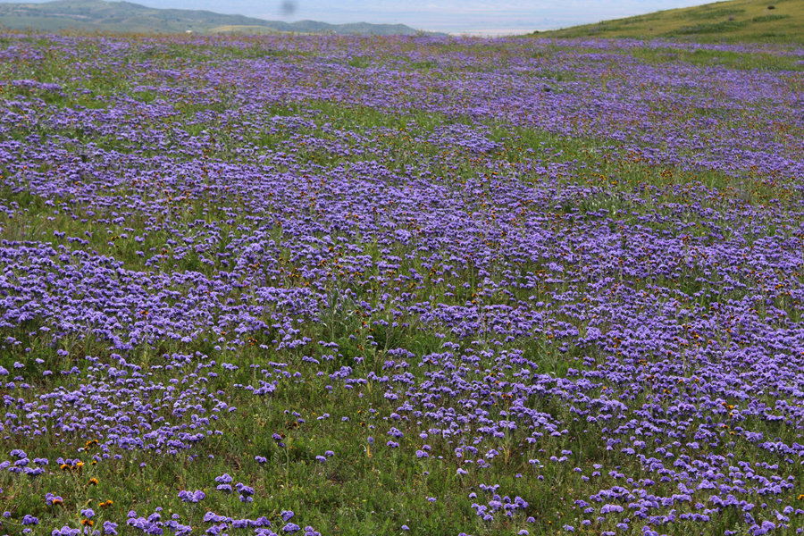 Phacelia ciliata field