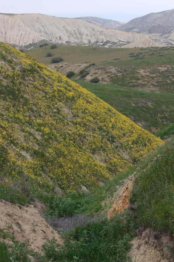 Monolopia lanceolata hillside
