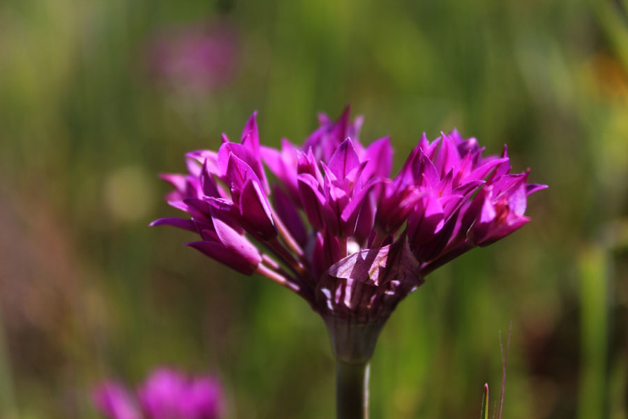 Allium peninsulare