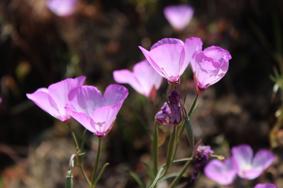 Clarkia cylindrica